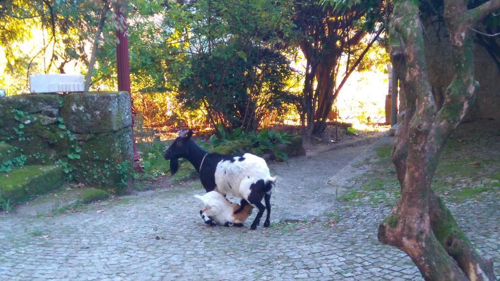 Gasthaus Alvores Do Tempo - Quinta De Turismo Rural Castro Daire Exterior foto